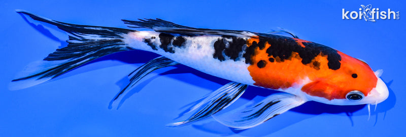 8" SANKE BUTTERFLY