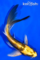 6" KIN KIKOKURYU BUTTERFLY