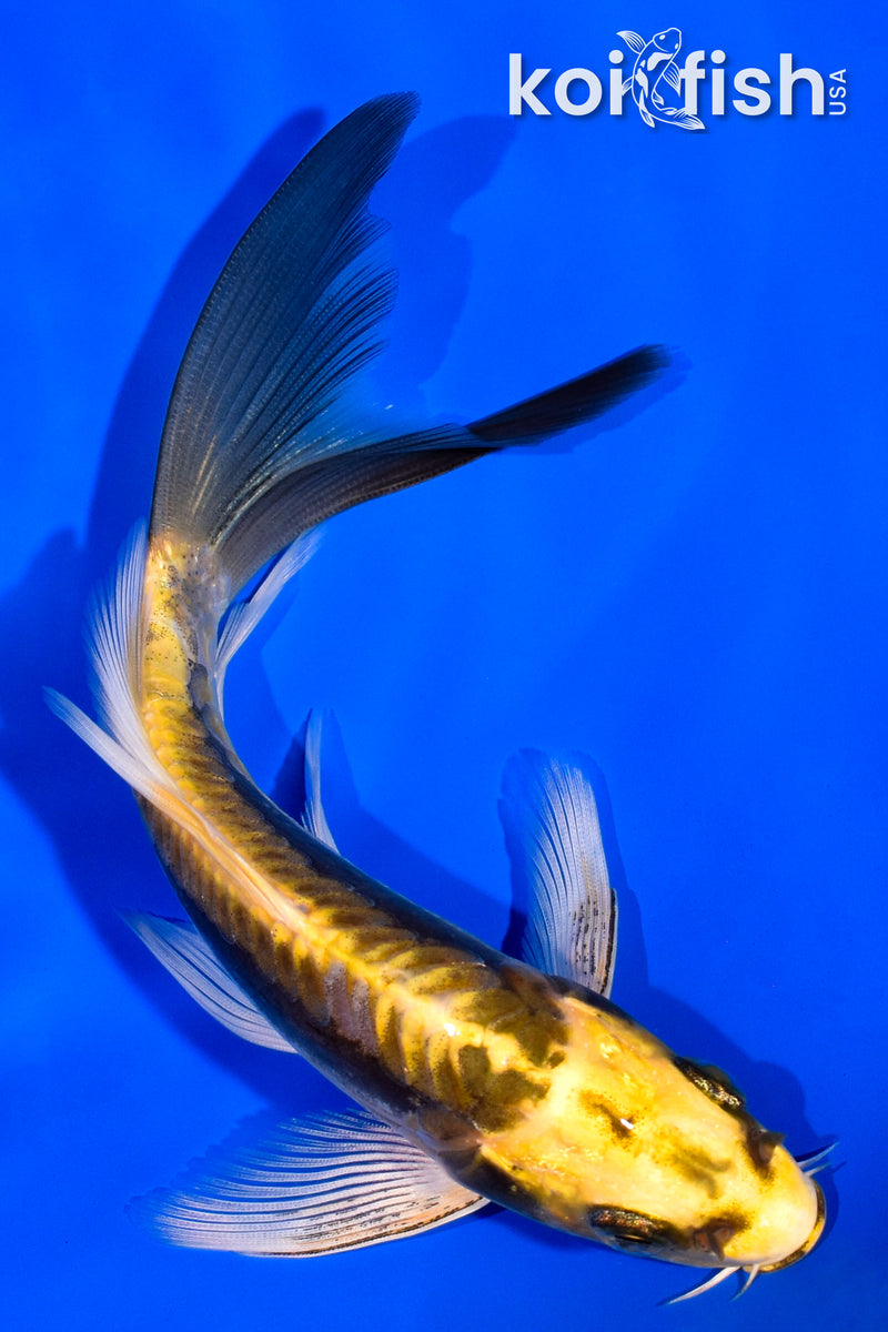 6" KIN KIKOKURYU BUTTERFLY