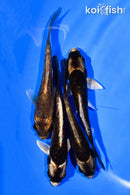 PACK OF (4) 4-5" KABUTO KOI