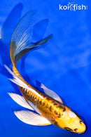 6" ARAGOKE KIN KIKOKURYU BUTTERFLY