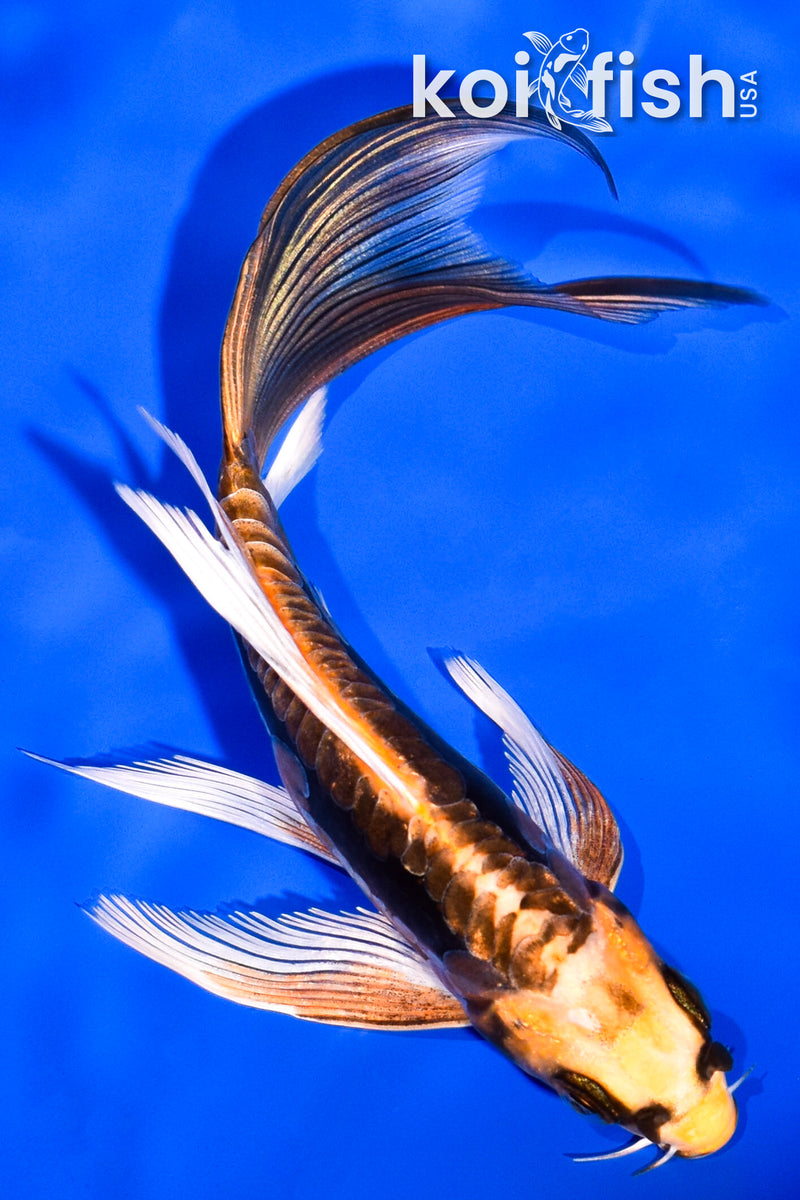 5.5" BENI KIKOKURYU BUTTERFLY