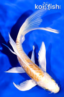 6" ARAGOKE LEMON HARIWAKE BUTTERFLY