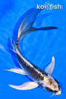 5.75" KIKOKURYU BUTTERFLY