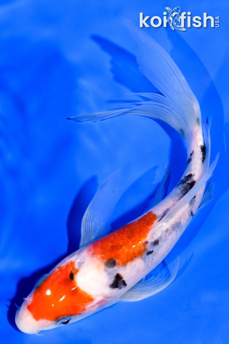 6.5" SANKE BUTTERFLY