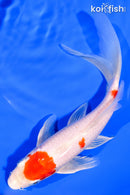 7.75" KOHAKU BUTTERFLY