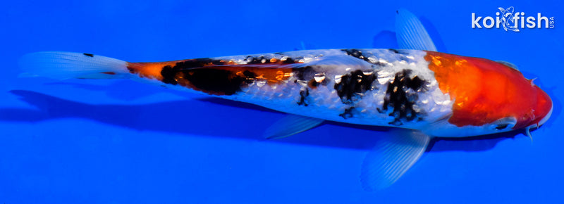 6.5" GINRIN SANKE