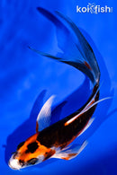 6" BENI KIKOKURYU BUTTERFLY