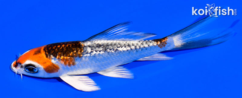 4.25" GINRIN KUJAKU BUTTERFLY