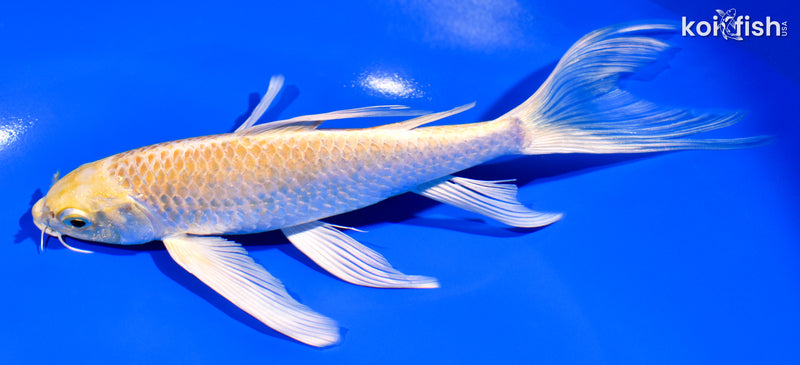 7.5" YAMABUKI OGON BUTTERFLY