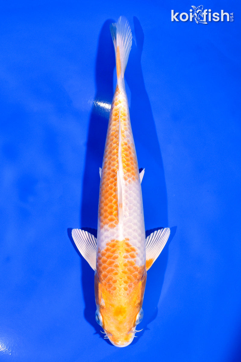 7.25" HARIWAKE