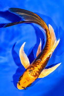 6.25" ARAGOKE BENI KIKOKURYU BUTTERFLY