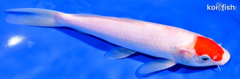 8.25" TANCHO KOHAKU