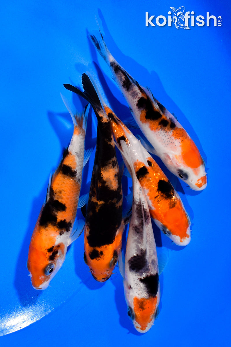 PACK OF (5) 3"- 4" SANKE KOI
