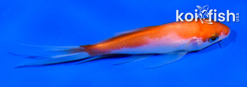 4" KOHAKU BUTTERFLY