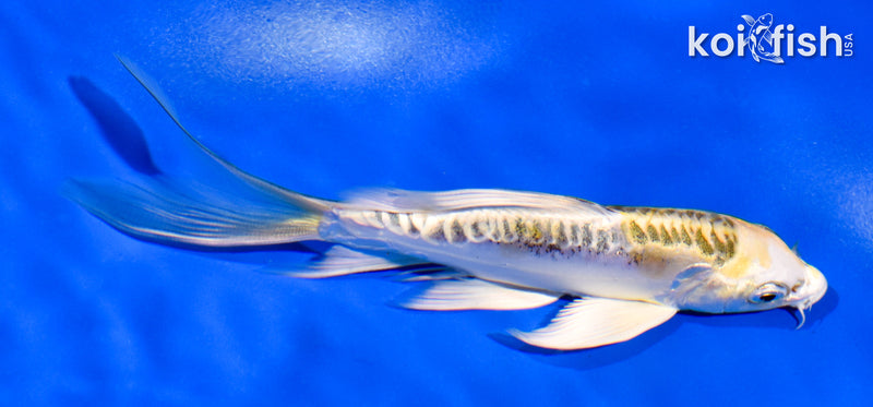5" ARAGOKE KIN KIKOKURYU BUTTERFLY