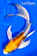 6.75" ARAGOKE KUJAKU BUTTERFLY