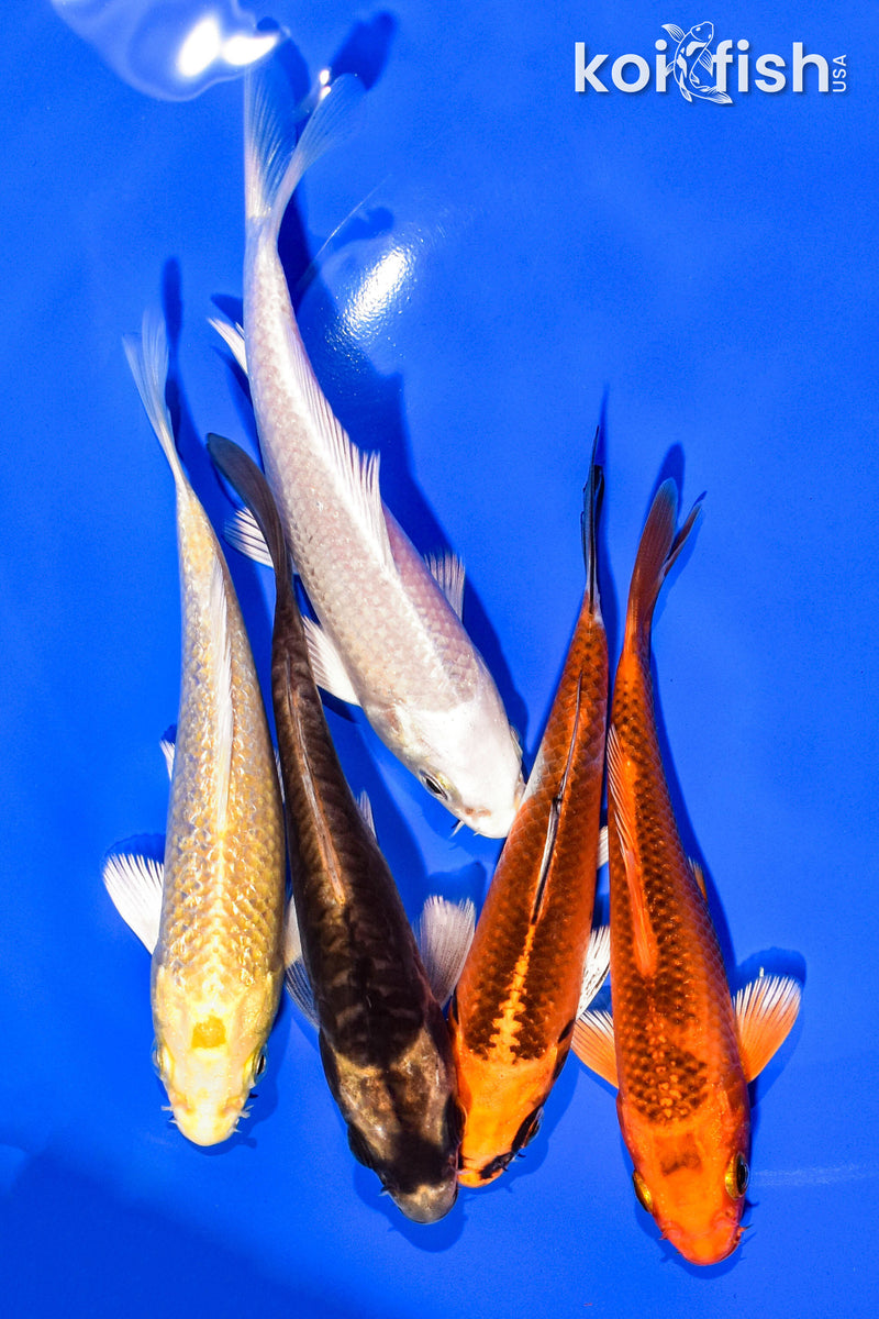 PACK OF (5) 4-5" STANDARD KOI