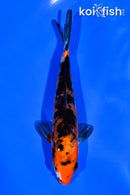 5.75" ARAGOKE AKA SANKE