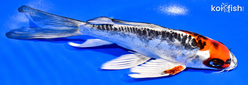 6.75" BENI KIKOKURYU BUTTERFLY