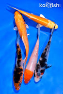 PACK OF (5) 3-4" MIXED STANDARD KOI