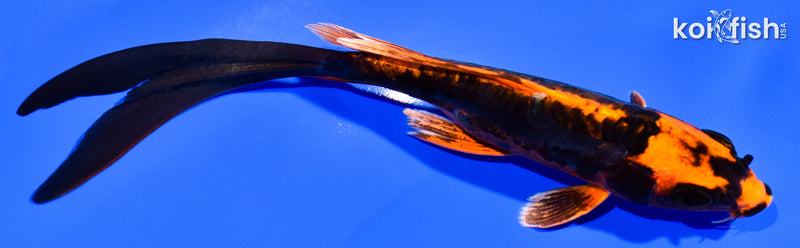 6" BENI KIKOKURYU BUTTERFLY