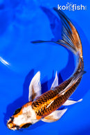 6.75" KUJAKU BUTTERFLY