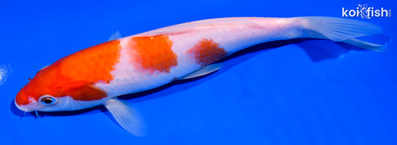 7.25" KOHAKU