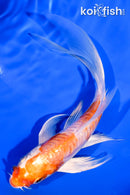 6" ARAGOKE KIKUSUI BUTTERFLY