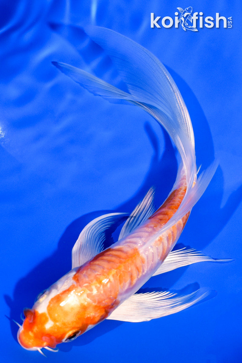 6" ARAGOKE KIKUSUI BUTTERFLY