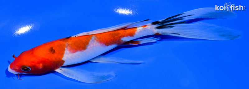 7.5" SANKE BUTTERFLY