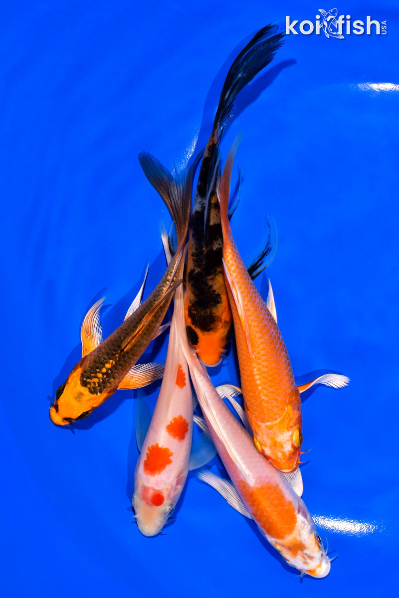 PACK OF (5) 5-6" BUTTERFLY KOI