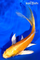 6.75" ORENJI OGON BUTTERFLY