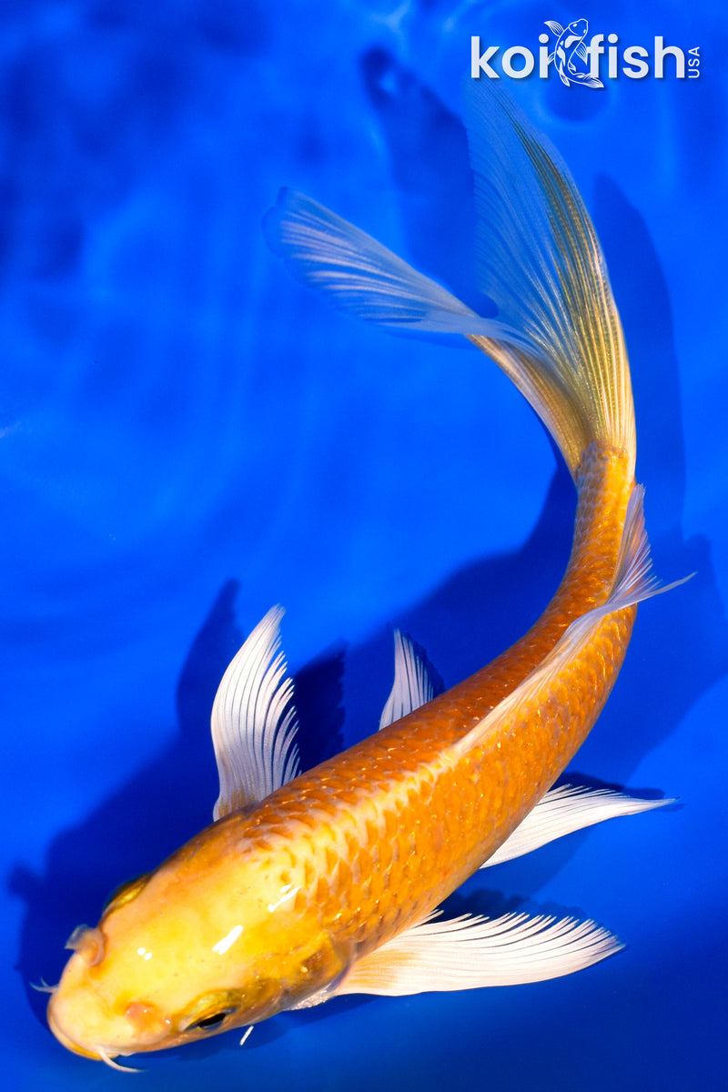 6.75" ORENJI OGON BUTTERFLY