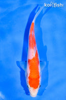 5" KOHAKU