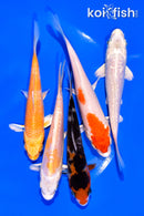 PACK OF (5) 3-4" MIXED STANDARD KOI