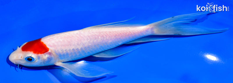 6.75" TANCHO KOHAKU BUTTERFLY