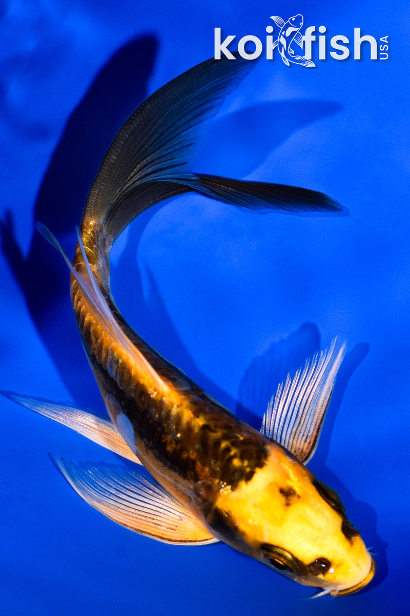 5" ARAGOKE KIN KIKOKURYU BUTTERFLY