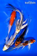 PACK OF (5) 4-5" BUTTERFLY KOI