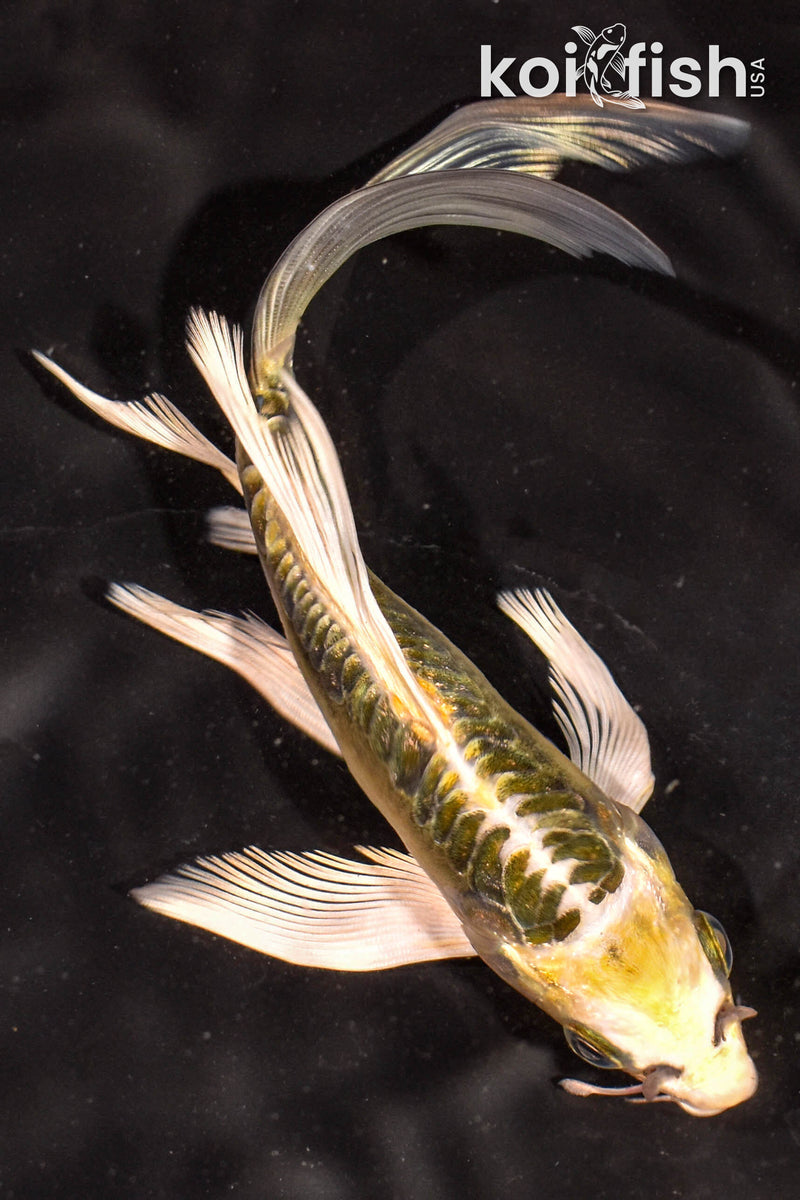 6" ARAGOKE KIN KIKOKURYU BUTTERFLY