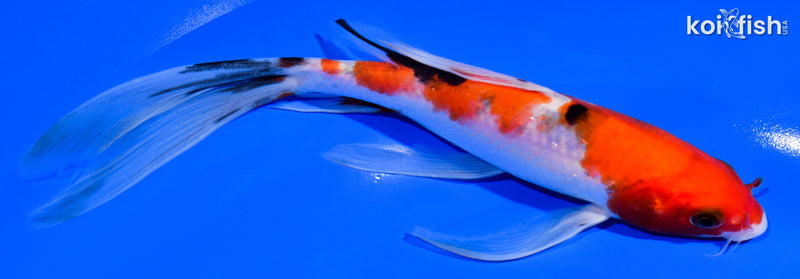 7.5" SANKE BUTTERFLY