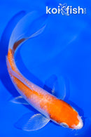 4.25" GINRIN HARIWAKE BUTTERFLY