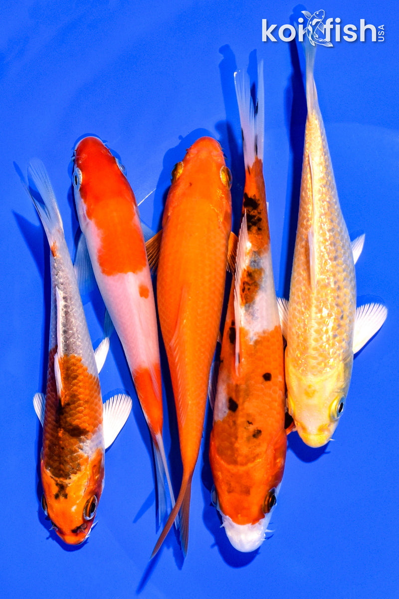 PACK OF (5) 4-5" STANDARD KOI