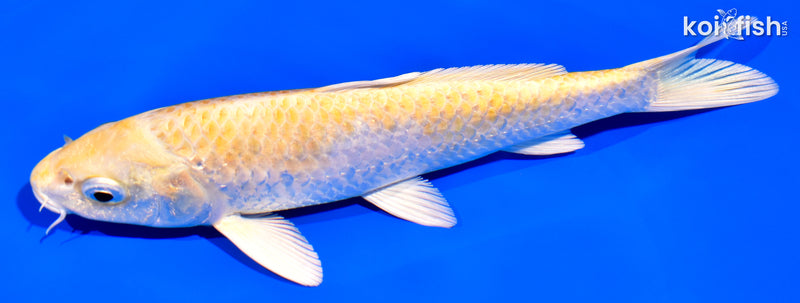 6.75" HARIWAKE