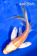 5.5" ORENJI OGON BUTTERFLY