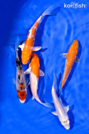 PACK OF (5) 3-4.5" STANDARD KOI