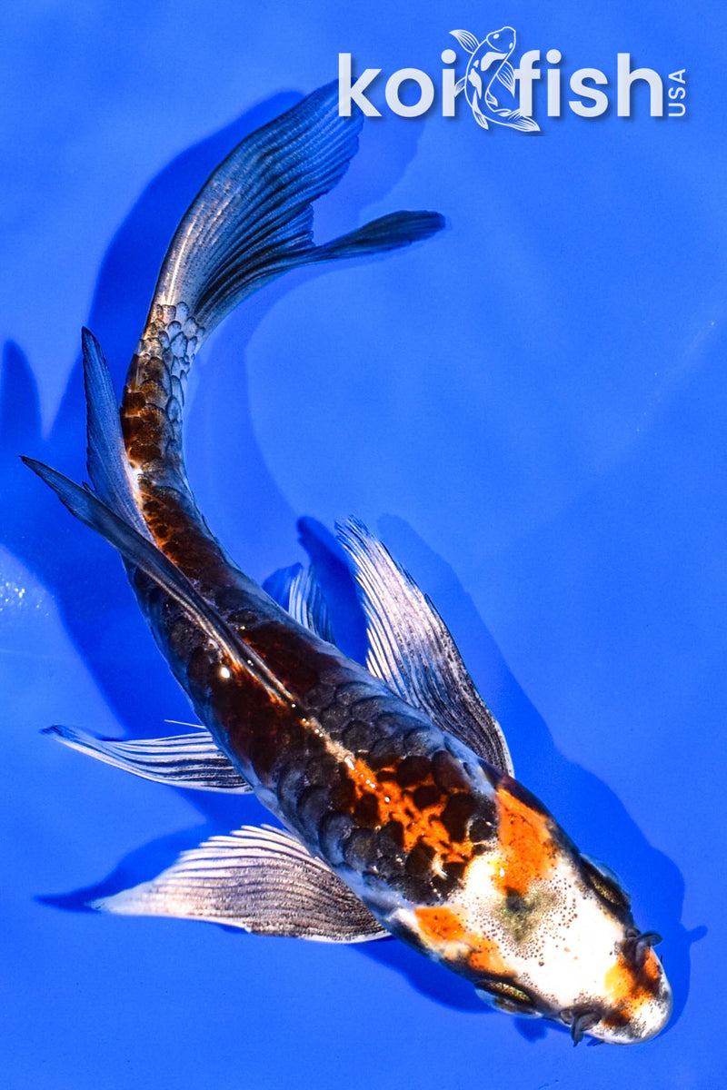 5" BENI KIKOKURYU BUTTERFLY