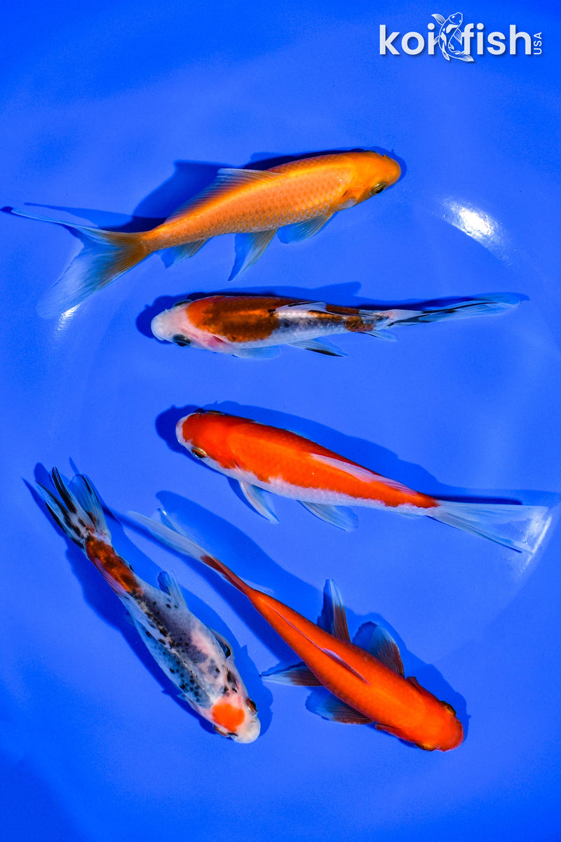 (5) 4-5" ASSORTED GOLDFISH