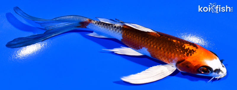 5.75" KUJAKU BUTTERFLY