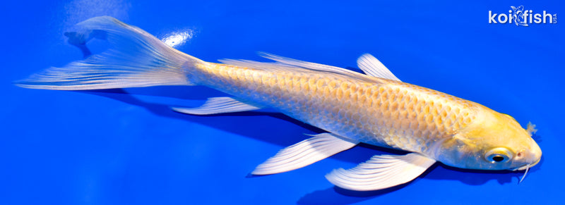 7.5" YAMABUKI OGON BUTTERFLY